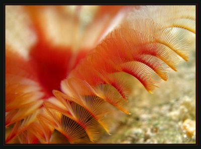 Feather Duster Super Macro