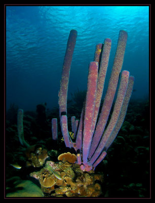 Purple Tube Anemone