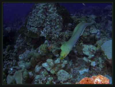 Free Swimming Green Moray