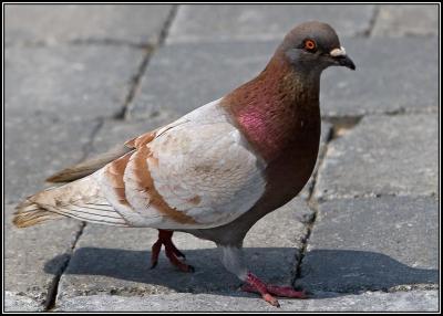 Waterfront fancy pigeon