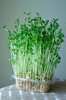 Matured_Pea_Shoots _April23_2011-1104.jpg