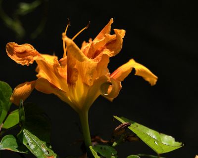 PICT7853-R-01_DayLilly.jpg