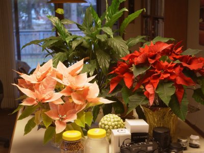 Kitchen plants