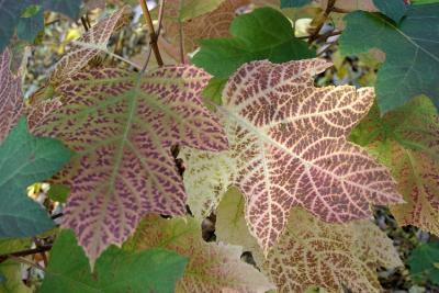 Oakleaf Hydrangea.jpg