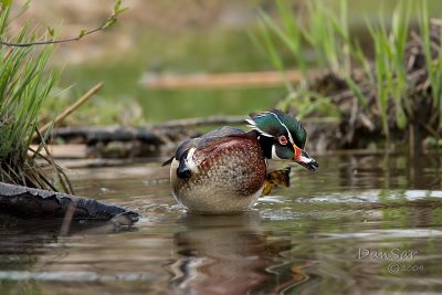 Canards branchus