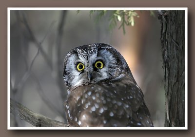 Nyctale Borale / Boreal Owl