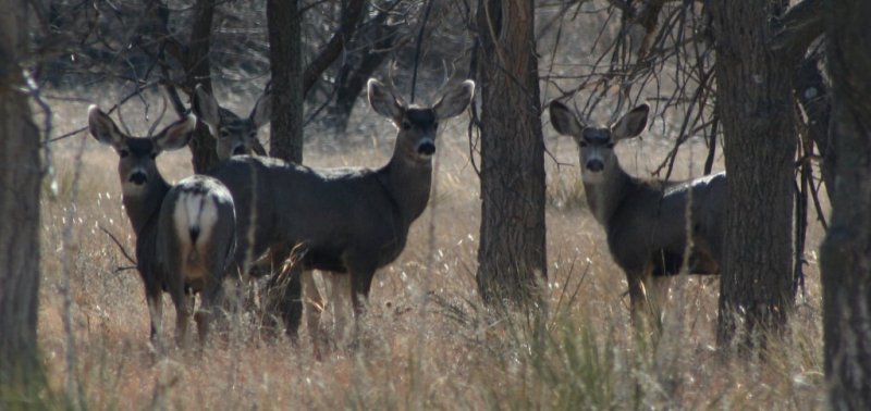 Muley Bucks