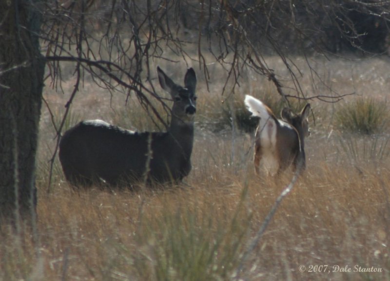 Muley and Whitetail Together 2