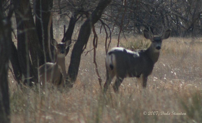 Muley and Whitetail Together 1
