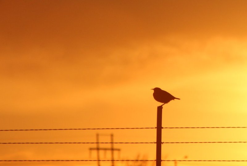 Bird Sunset