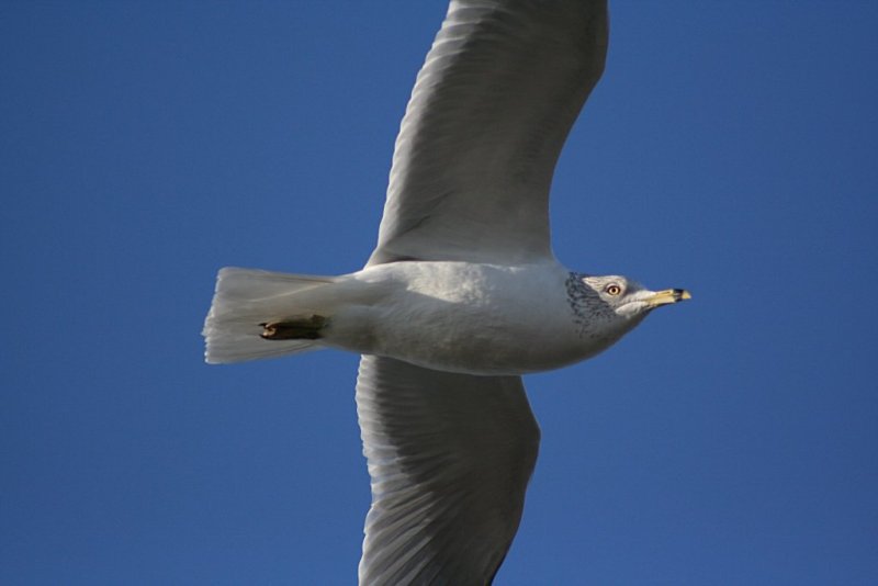 Ring-Beaked Gull In Flight