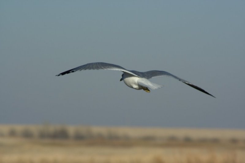 Ring-Beaked Gull In Flight