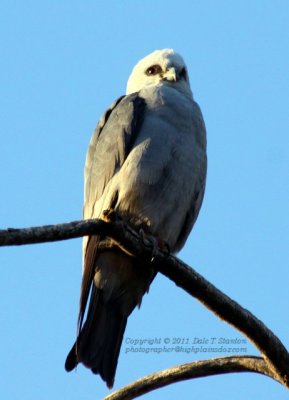 Kite Posing - IMG_1534.JPG