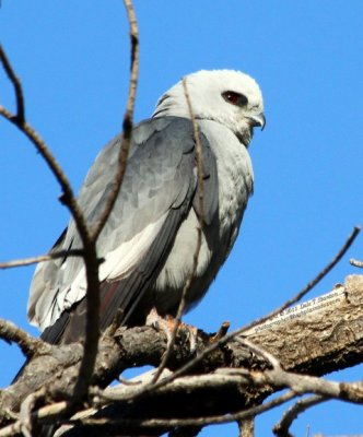 Mississippi Kite Posing - IMG_1870.JPG