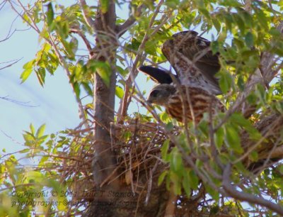 Stretching Wings - IMG_4515.JPG