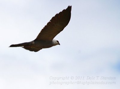 Soaring - IMG_4612.JPG