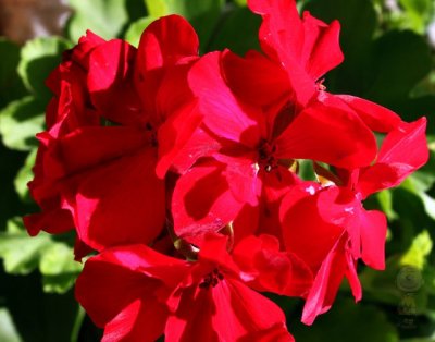 Geraniums - IMG_9206.JPG