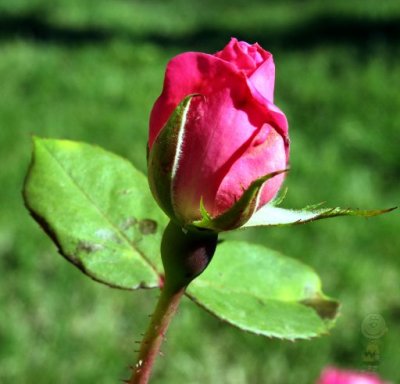 g4/18/513218/3/142813770.6iqBUhd2.jpg
