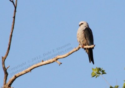 Mississippi Kite - IMG_9329.JPG