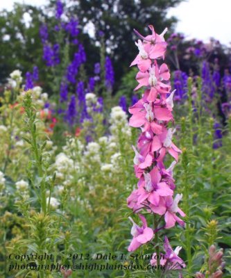 Larkspur - IMG_9398.JPG