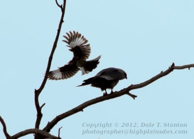 Mockingbird Attack - IMG_9572.JPG