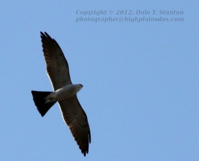 Soaring Kite - IMG_9596.JPG