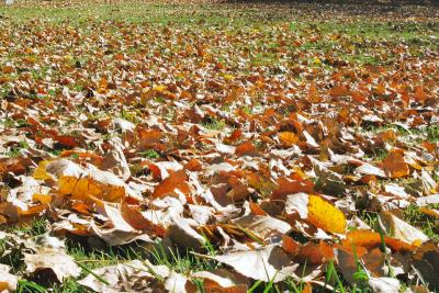 Ocean Of Leaves