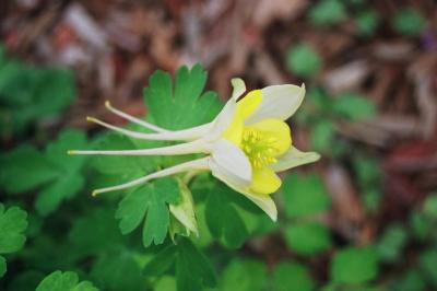 g4/18/513218/3/59800659.Columbine.jpg