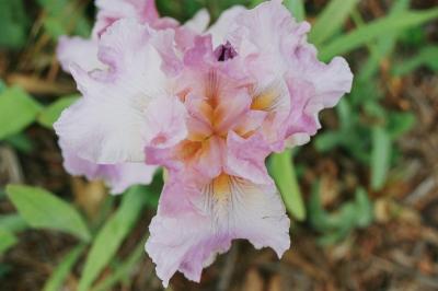 g4/18/513218/3/59800660.Iris1.jpg