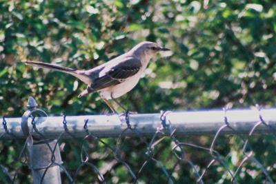 g4/18/513218/3/60624817.Mockingbird.jpg