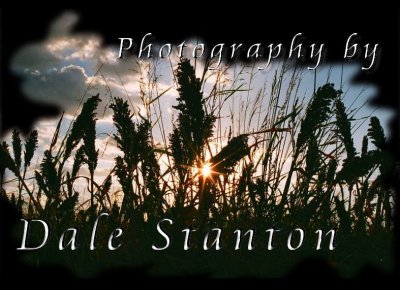 DaleBanner.jpg