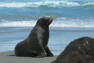 Seal at Sandfly Bay