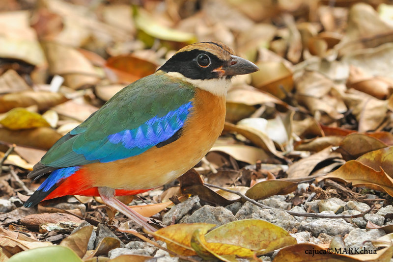 Blue-winged Pitta ( Pitta moluccensis )