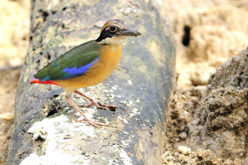 Mangrove Pitta (Pitta megarhyncha)