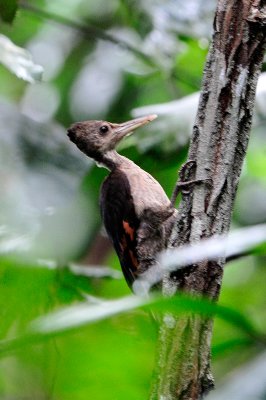 Orange-backed Woodpecker ( Reinwardtipicus validus)