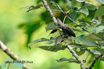 Grey-and-buff Woodpecker (Hemicircus concretus)
