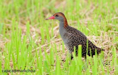 Slaty-breasted Rail (Gallirallus striatus), Adult