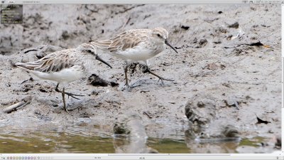 Broad-billed Sandpiper  (Limicola falcinellus)