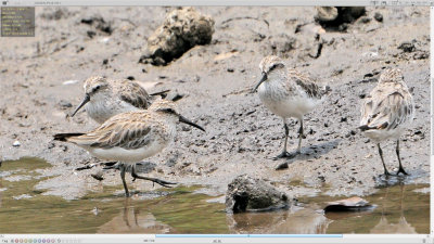 Broad-billed Sandpiper (Limicola falcinellus)