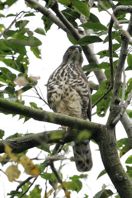 Crested Goshawk, Female