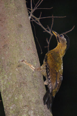 laced woodpecker-FEMALE