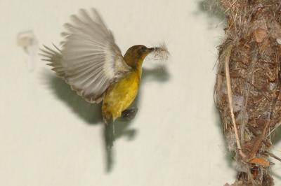 sunbird nesting