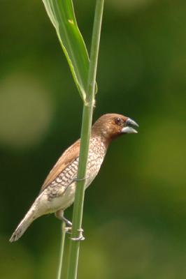 Scaly-breasted Munia (Lonchura punctulata)