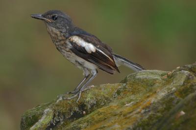 Oriental Magpie-Robin , Juvenile