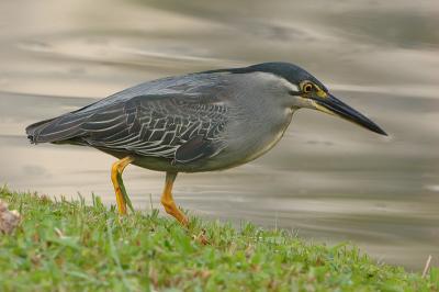 Little Heron ( Butorides striata )
