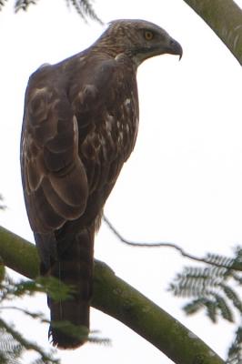 Pale Morph - Changeable Hawk Eagle (Spizaetus cirrhatus)