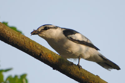 DSC_1227.jpg