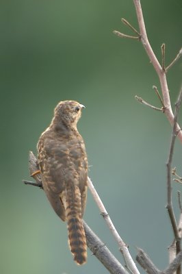 DSC_3959.jpg