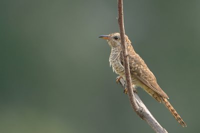 DSC_3962.jpg