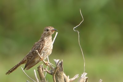 DSC_3965.jpg